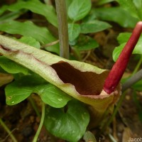 Typhonium trilobatum (L.) Schott